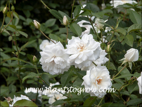 Very clear white flowers.